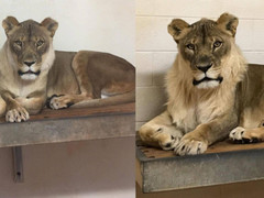 Vườn thú ‘phát hoảng’ vì sư tử cái biến thành sư tử đực