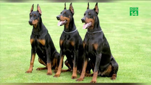 Sợ tội phạm, giới nhà giàu chi tiền tỷ mua 'vệ khuyển'