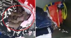 Clip: Hậu nghỉ Tết, sinh viên tá hỏa phát hiện chuột làm ổ, đẻ con trong tủ quần áo