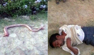 Người nông dân bị rắn cắn, quay đầu cắn lại rắn rồi bất tỉnh