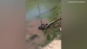 Video: Dại dột nô đùa với trăn khổng lồ, chú chó suýt trở thành mồi ngon