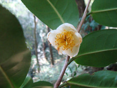 Phát hiện vườn chè cổ thụ triệu năm hoang dã trên đỉnh núi ở Lai Châu