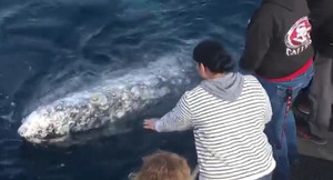 Video: Liều mạng chụp ảnh tự sướng với cá voi, du khách đối mặt với nguy cơ ngồi tù