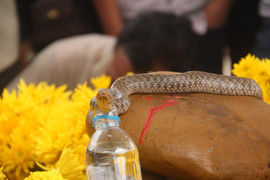 Ùn ùn kéo đến khấn vái mẹ con 'rắn thần' trên mộ vô danh: Rắn con đã chết