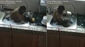 Clip: Khỉ ngồi chồm hỗm trong bồn, hăng say rửa bát giúp chủ