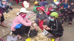 Những kẻ bất lương lừa du khách mua tỏi Lý Sơn dởm