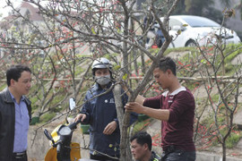 Những cành lê rừng mốc xanh giá chục triệu đồng hút khách sau Tết ở Hà Nội