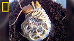 Sởn gai ốc clip rết mẹ cuộn mình ôm đàn con lúc nhúc