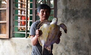 Đổ xô đến xem và chụp ảnh rùa biển 'khủng' ở Hà Tĩnh