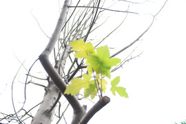 Ảnh: Hàng phong lá đỏ trên phố Hà Nội nhú những chiếc lá đầu tiên