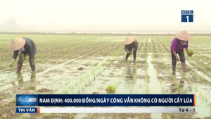 Nam Định: 400.000 đồng/ngày công vẫn không có người cấy lúa