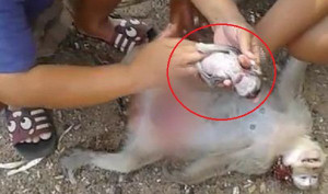 Clip: Dân rạch bụng khỉ mẹ đã chết để cứu sống khỉ con