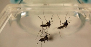 Hơn 30.000 con muỗi diệt sốt xuất huyết được thả ra đất liền