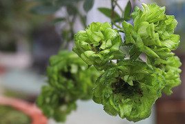 Mục sở thị hơn 1.000 giống hoa hồng độc lạ, tuyệt đẹp đang khoe sắc ở Hà Nội