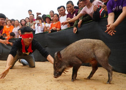 Video: Cười vỡ bụng với cuộc thi bịt mắt bắt lợn rừng ở Bắc Giang