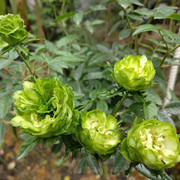 Hồng màu xanh lá hiếm có, đắt giá lần đầu xuất hiện trong lễ hội hoa hồng Bulgaria