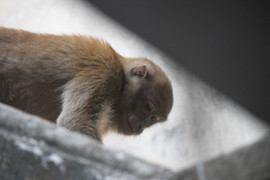 Video: Xuất hiện 2 con khỉ quậy phá cả khu phố ở Hà Nội, dân 'phát điên'