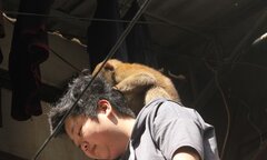 Video: Khỉ hoang nghịch ngợm, ôm vai bá cổ người dân ở Hà Nội