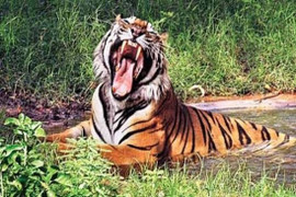 Tiêu diệt hổ cái 'sát thủ' từng đoạt mạng hơn 430 người