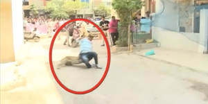 Video: Báo hoang đi lạc vào thành phố, tấn công người dân gây náo loạn