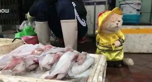 Chú mèo tên Chó nổi tiếng ở Hải Phòng lên báo nước ngoài