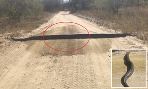 Clip: Trăn khổng lồ trườn sang đường, người đi mô tô tưởng gờ giảm tốc