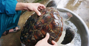 Ngư dân Nghệ An bắt được rùa biển quý hiếm nặng 5kg