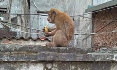 Bắn thuốc mê, bắt hai con khỉ hoang quậy phá khu dân cư ở Hà Nội