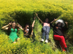 Cánh đồng hoa thì là đẹp mê mẩn ở Ninh Thuận bị du khách phá tan hoang