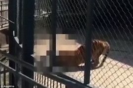 Video: Khủng khiếp cảnh hổ điên cuồng cắn chết người nuôi dưỡng