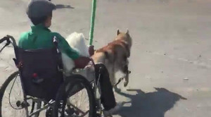 Clip chó Husky kéo chủ ngồi xe lăn giữa trời nắng nóng gây tranh cãi