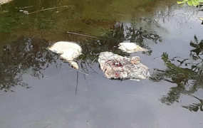 Trại heo gây ô nhiễm, dân Lâm Đồng che bạt ngủ ngoài đường chặn xe chở cám