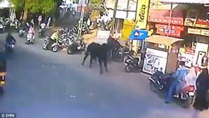 Video: Đi bộ trên phố, người phụ nữ bị bò hất tung lên trời