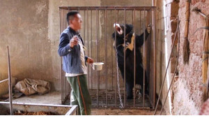 Người đàn ông chăm sóc chó cưng 3 năm mới phát hiện ra đang nuôi gấu