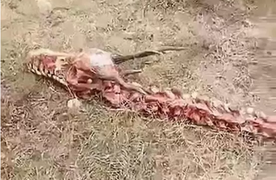 Video: Cận cảnh bộ xương bí ẩn dài gần 20 m ở Trung Quốc