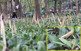 Cắm cọc tre nhọn hoắt bảo vệ vườn hoa Hà Nội