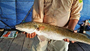 Người đàn ông câu được cá sủ vàng quý hiếm, có người đòi mua 400 triệu đồng