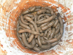 Video: Lội rừng mặn bắt 'con cường dương' làm món ăn ở Cà Mau