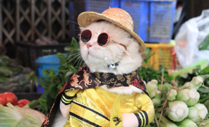 Video: Chú mèo tên Chó ngộ nghĩnh 'nhất vịnh Bắc Bộ', đi chợ tạo dáng bán hàng