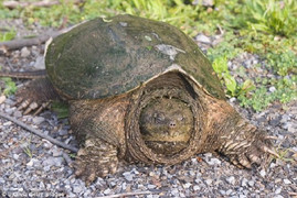 Thầy giáo cho rùa ăn sống chó con trước lớp gây phẫn nộ