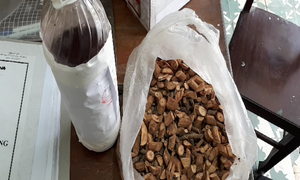 3 người cùng một nhà thiệt mạng: Uống rượu ngâm từ cây lá ngón