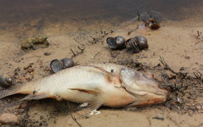 Đi tìm thủ phạm đầu độc hồ nước lớn nhất thủ đô, từng sạch nhất châu Á