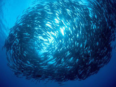 Kì diệu đàn cá đổi màu, xoay tròn khi ăn ở Khánh Hòa