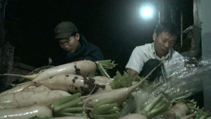 Được 'giải cứu', nông dân Hà Nội hối hả thu hoạch củ cải suốt đêm