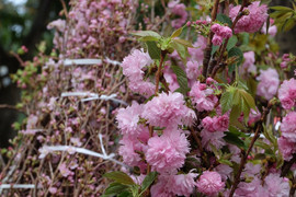 Video: 10.000 cành hoa anh đào 'bay' từ Nhật về Hà Nội