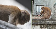 Vì sao không bắt được hai con khỉ hoang quậy phá khu dân cư ở Hà Nội?