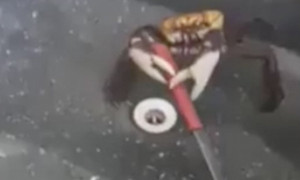 Video: Bị làm thịt, cua cắp dao, tấn công chống trả đầu bếp