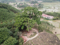 Video: 'Đại thần mộc' nghìn năm tuổi ở Bắc Giang, không ai dám chặt