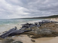 Hàng trăm cá voi trôi dạt, mắc cạn thu hút cá mập đến bờ biển Australia