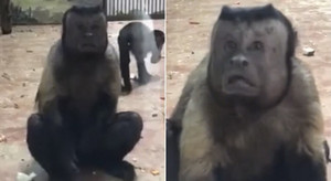 Clip: Khỉ mặt người kỳ dị xuất hiện ở Trung Quốc